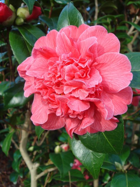 Camellia japonica 'Madame Martin Cachet'